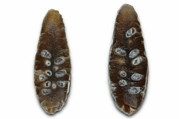 Cut & Polished Fossil Cycadophyte Cone - Boujdour, Morocco #346850